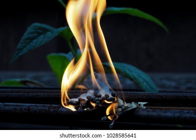 a bunch of matches burning in a dark environment in front of a green plant
