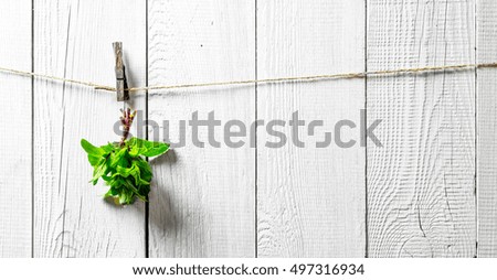 Similar – Image, Stock Photo Free hanging Nature Plant