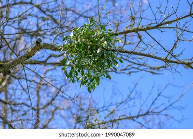 Bunch of Mistletoe in winter, an obligate hemiparasitic plant in the order Santalales, attached to a host tree from which it draws nutrients