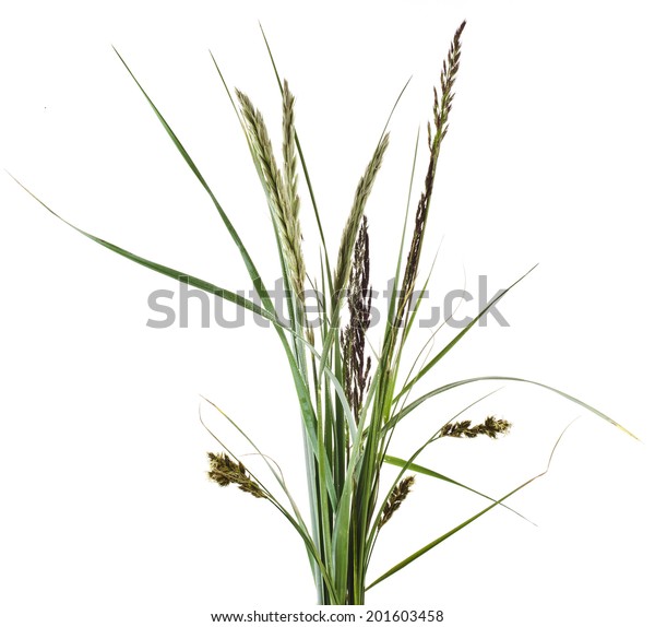 Bunch Mix Green Grass Isolated On Stock Photo 201603458 | Shutterstock