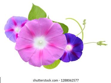 10,572 Morning Glory Isolated Stock Photos, Images & Photography ...