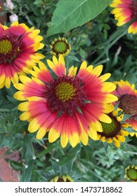 Bunch of multi coloured flowers
