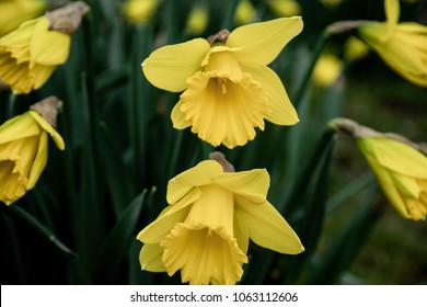 Bunch Of Narcissus In Spring, Perfect Symetry