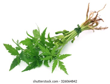 Bunch Of Neem Plant Over White Background