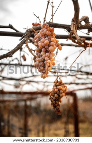 bunch of old grapes in vineyard, rotten grapes