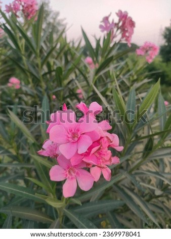 Bunch of Oleander or Nerium oleander shrub plants with fully open blooming pink flowers, Oleander pink shrub.  