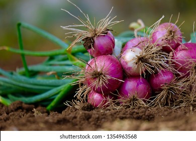 Bunch of onions with green leaves and white roots on brown soil in the field farm - Powered by Shutterstock