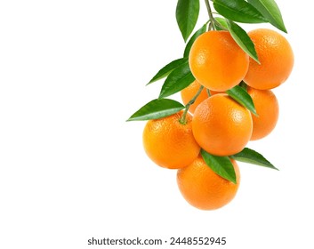 Bunch of orange with branch and leaves isolate on white background. 