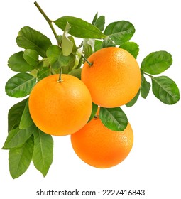 Bunch of Orange fruit with leaf 
 isolated on white background, Orange fruit with leaves on a branch over white With work path.