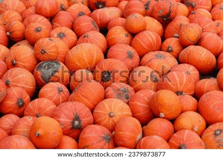 a bunch of orange mini pumpkins with stripes and dark spots and one rotten pumpkin among them