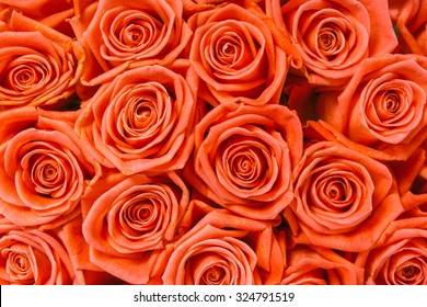A bunch of orange roses background