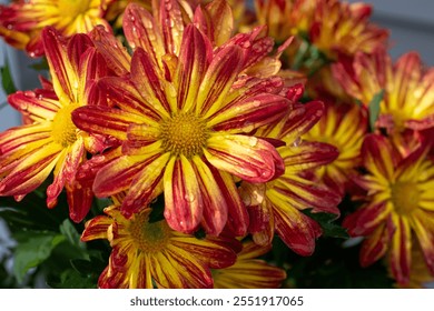 A bunch of orange and yellow flowers with a yellow center. The bouquet of African daisies is in full bloom. The multicolor garden flowers have red petals with yellow streaks and vibrant green leaves. - Powered by Shutterstock