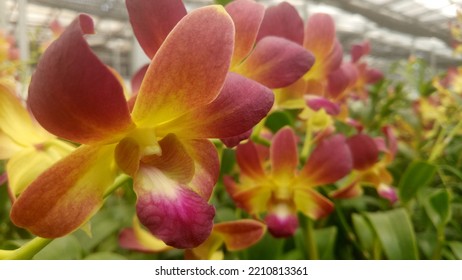 A Bunch Of Orchids Blooming In One Flower Garden Stem. Natural Background