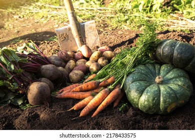 Bunch of organic beetroot, pumpkin and carrot, freshly harvested potato on soil in garden in sunlight. Autumn harvest of vegetables, farming - Powered by Shutterstock