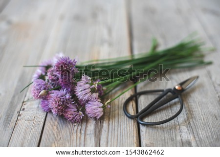 A bunch of organic flowering chives with purple flowers and scissors on gray wooden background