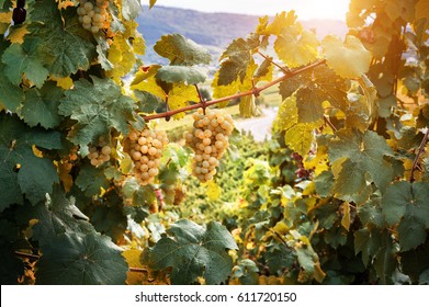 Bunch of organic white grape on vine branch. Wine making concept