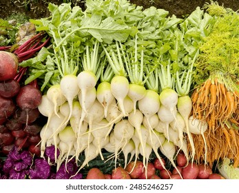 A bunch of organic White Turnip or Radish. Root vegetables on the farmers market. - Powered by Shutterstock