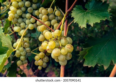 Bunch of organically grown white grapes hang from a vine. Ripe grapes with green leaves. Wine concept.