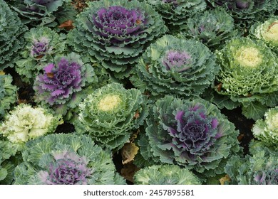 A bunch of Ornamental Kale and Ornamental Cabbage.