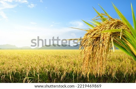 Bunch of paddy rice with rice  field before harvest background.