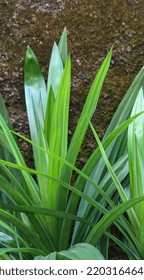 Bunch Of Pandan Leaves (Pandanus Amaryllifolius)