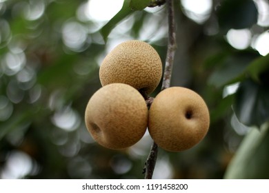 bunch of pears