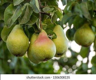 A bunch of pears in the tree