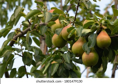 A bunch of pears in the tree. Benefits of pears. Blue sky Background