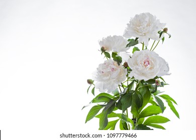 bunch of peony on white background - flowers and plants