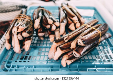 Razor Shell Images Stock Photos Vectors Shutterstock