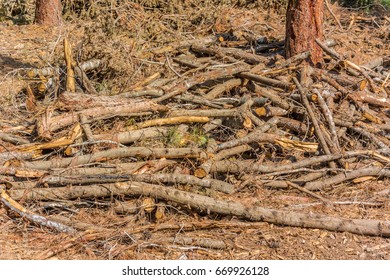 A bunch of pine branches - waste tree felling and forest cleansing