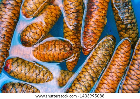 A bunch of pine cones floating and soaking in blue water to remove pests for craft projects