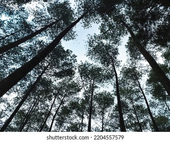 A Bunch Of Pine Tree That Grow Tall In A Nature Tourism Park. Low Angle.