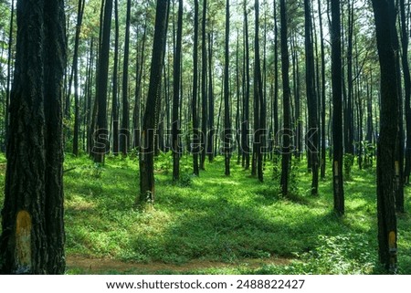 A bunch of pine trees lining up in the middle of the jungle