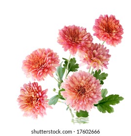 Bunch Of Pink Hardy Mum Flower Isolated On White