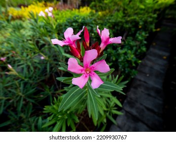 The Bunch Of Pink Oleander Flowers Blooming In The Park