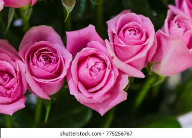 Rosen Garten Stock Photos Images Photography Shutterstock