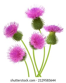 Bunch of pink thistle flower isolate white