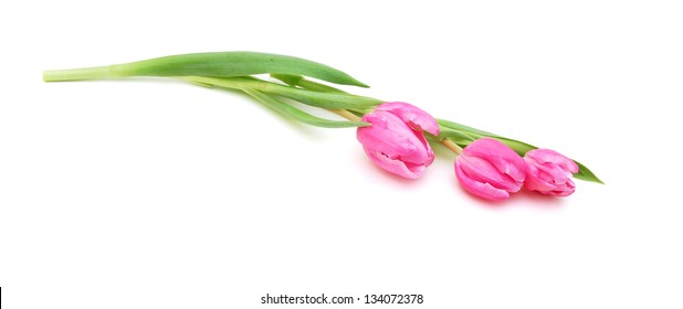 Bunch Of Pink Tied Tulips On White Background