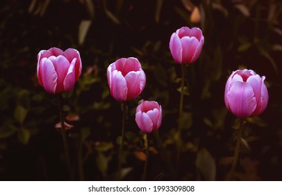 A bunch of pink tulips in bloom during spring in Toronto, Ontario, Canada.
