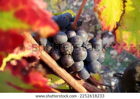 Bunch of pinot noir grapes remaining in the vine in the fall, after the harvest. Burgundy, France. November 2018