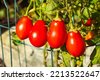 tomato plump