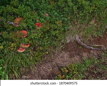Bunch of poisonous fly agaric mushrooms (amanita muscaria) with red color and white dots between bushes besides hiking path in forest near Digermulen, Hinnøya island,Vesterålen, Norway in late summer.