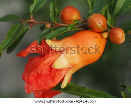 bunch of pomegranate flower with single red ant hanging on tree nature background
