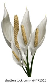 A Bunch Of Pretty Peace Lillies On White Background