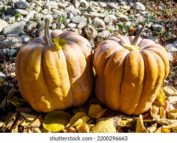 Bunch of pumpkins in the field