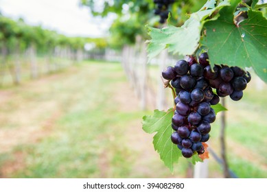 bunch of purple grapes on the vine with green leaves