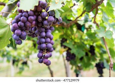 bunch of purple grapes on the vine with green leaves in grave farm