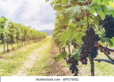 Bunch Of Purple Grapes In Vineyards.