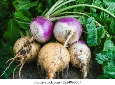 Bunch of purple and yellow turnips on a rustic wooden table.